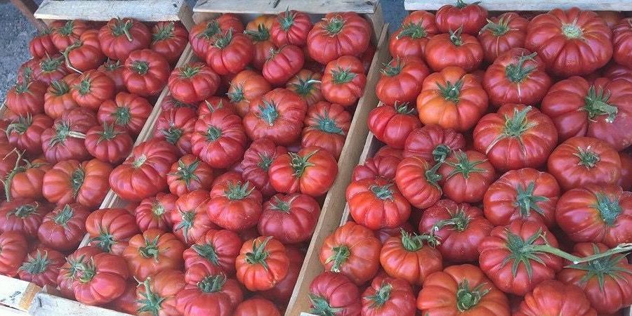 Il pomodoro siccagno verso i marchi DOP e IGP
