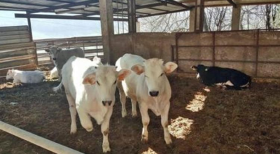 Allevamenti a Corleone, nasce il catasto dei luoghi di interramento delle carcasse animali